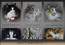 Happy Birthday in Cattery Omahkatayo*PL Norwegian Forest Cats